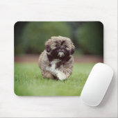 Shih tzu, Hond, Puppy Muismat (Met muis)
