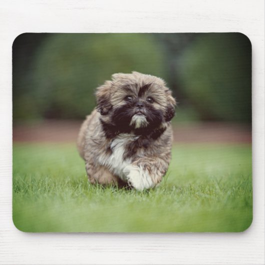 Shih tzu, Hond, Puppy Muismat (Voorkant)