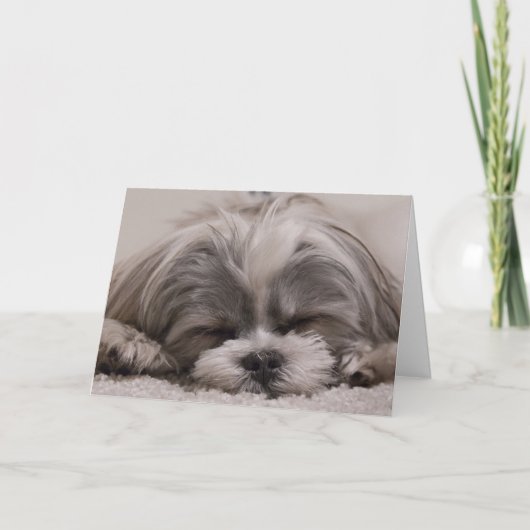 Shih Tzu hond slapen Kaart (Voorkant)