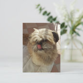 Shih Tzu hond uitzicht briefkaart (Staand voorkant)