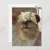 Shih Tzu hond uitzicht briefkaart (Voorkant / Achterkant)