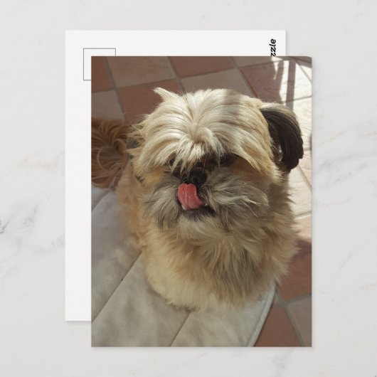 Shih Tzu hond uitzicht briefkaart (Voorkant / Achterkant)