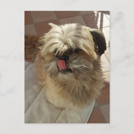 Shih Tzu hond uitzicht briefkaart (Voorkant)