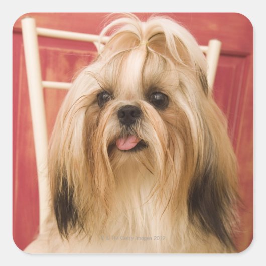 Shih-tzu hond vierkante sticker (Voorkant)