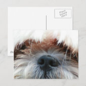 shih tzu hondenpuppy schattig afbeelding cadeaus briefkaart (Voorkant / Achterkant)