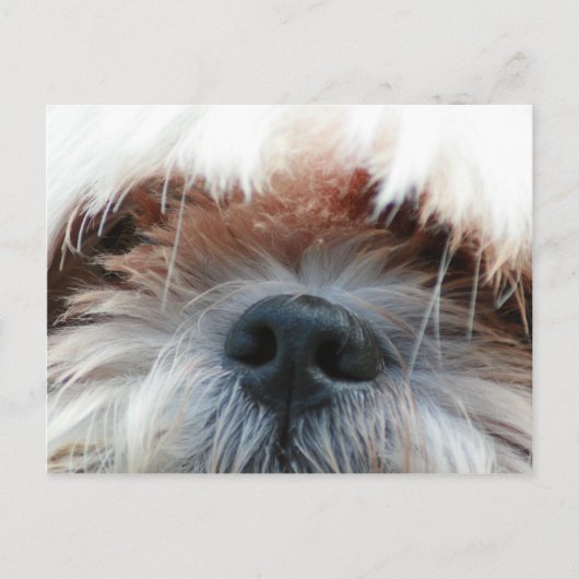 shih tzu hondenpuppy schattig afbeelding cadeaus briefkaart (Voorkant)
