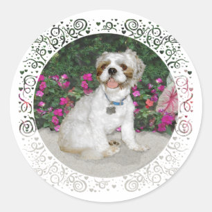 Shih Tzu in een tuinsetting Ronde Sticker