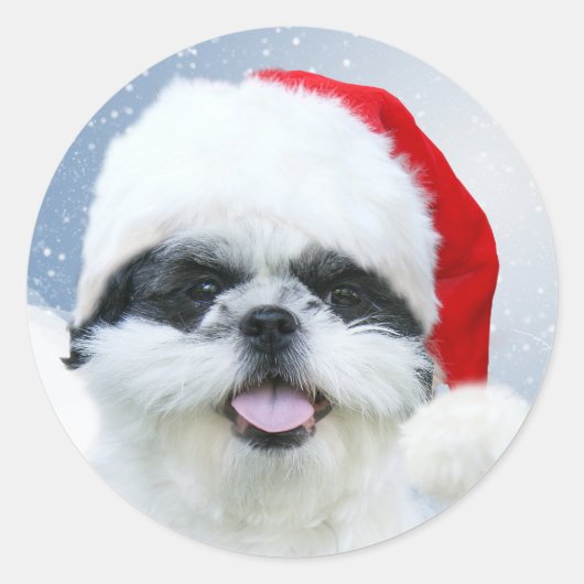 Shih Tzu in Santa hoed Ronde Sticker (Voorkant)