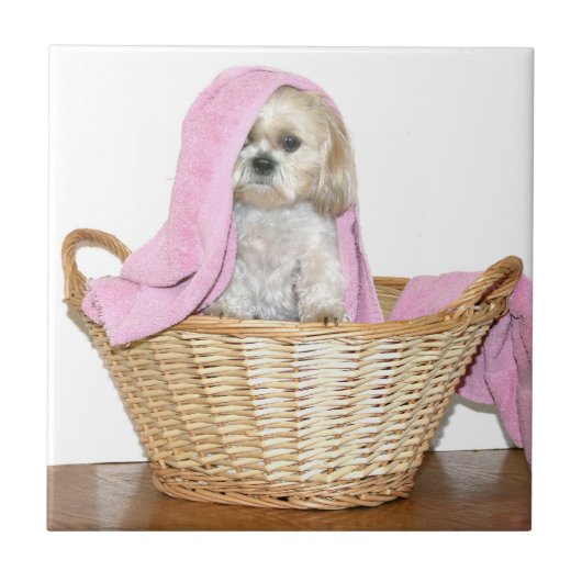 Shih Tzu in wasmand Tegeltje (Voorkant)