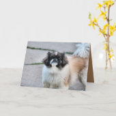 Shih Tzu Kaart (Gele Bloem)