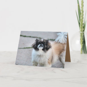 Shih Tzu Kaart