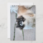 Shih Tzu Kaart (Voorkant)