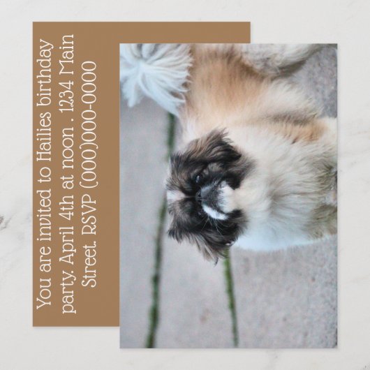 Shih Tzu Kaart (Voorkant / Achterkant)