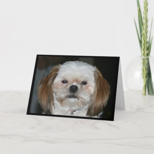Shih Tzu kan maar beter een gelukkig Jubileum hebb Kaart (Voorkant)