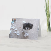 Shih Tzu laat jarig Kaart (Voorkant)