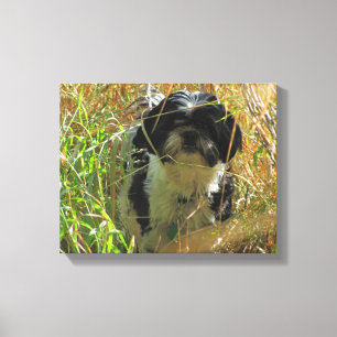 Shih Tzu Leeuwenhond in hoog gras Canvas Afdruk
