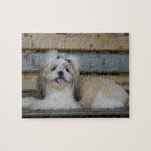 Shih Tzu Legpuzzel