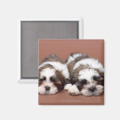 Shih Tzu Magneet (Voorkant / Achterkant)