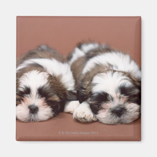 Shih Tzu Magneet (Voorkant)