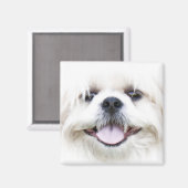 shih tzu magneet (Voorkant / Achterkant)