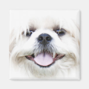 shih tzu magneet