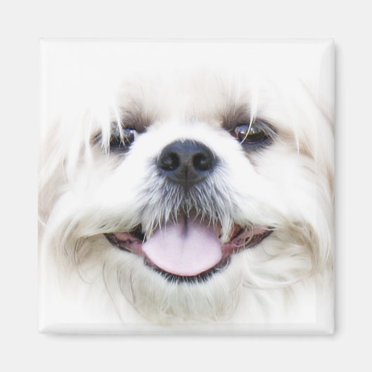 shih tzu magneet (Voorkant)