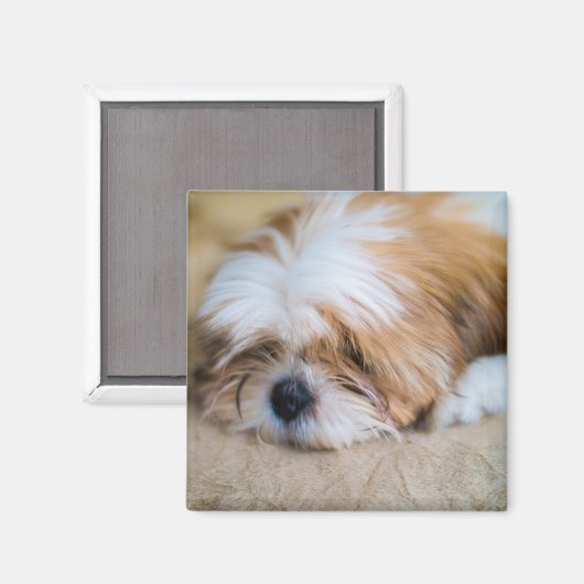 Shih Tzu Magneet (Voorkant / Achterkant)