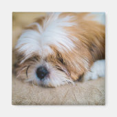 Shih Tzu Magneet (Voorkant)