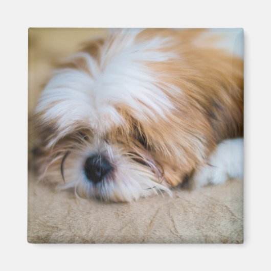 Shih Tzu Magneet (Voorkant)