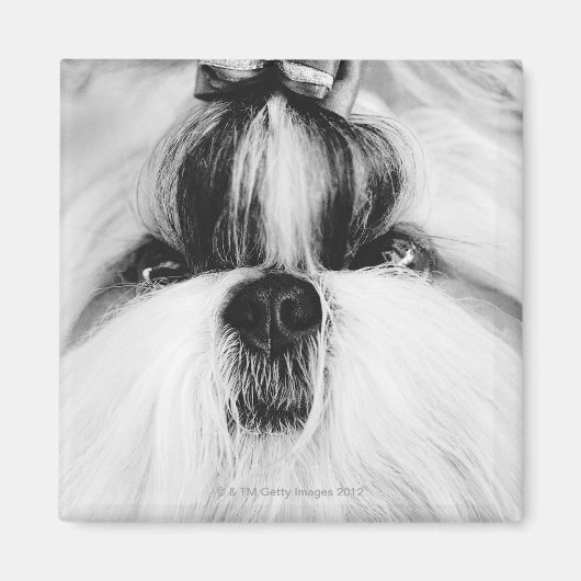 Shih Tzu Magneet (Voorkant)