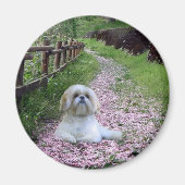 Shih Tzu magneet paarse bloemen (Voorkant)