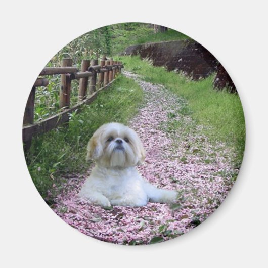 Shih Tzu magneet paarse bloemen (Voorkant)