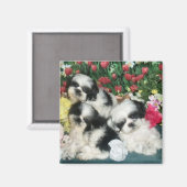 Shih Tzu Magnet (Voorkant / Achterkant)