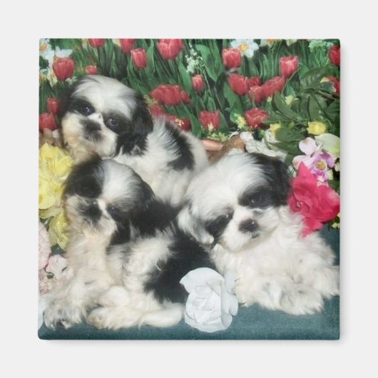 Shih Tzu Magnet (Voorkant)