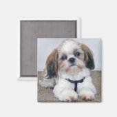 Shih Tzu Magnet (Voorkant / Achterkant)