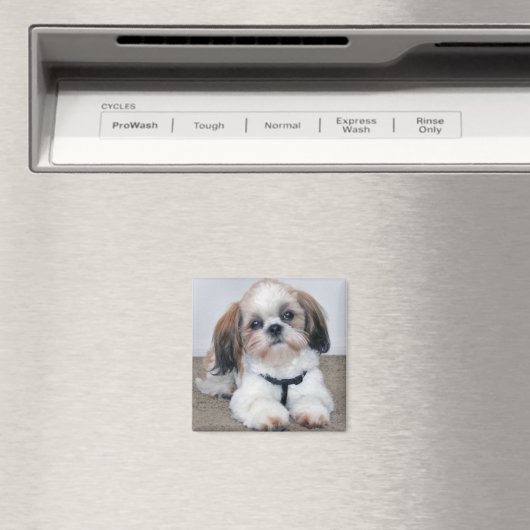 Shih Tzu Magnet (Insitu (Vaatwasser))