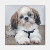 Shih Tzu Magnet (Voorkant)