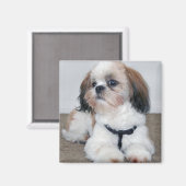 Shih Tzu Magnet (Voorkant / Achterkant)