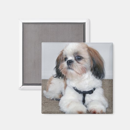 Shih Tzu Magnet (Voorkant / Achterkant)