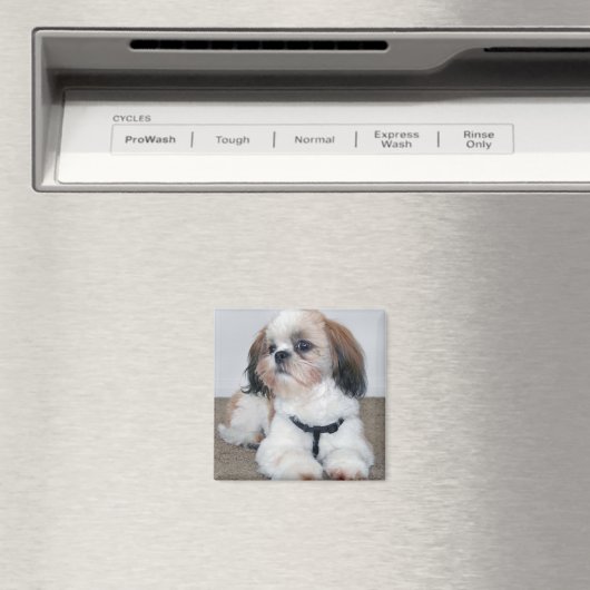 Shih Tzu Magnet (Insitu (Vaatwasser))