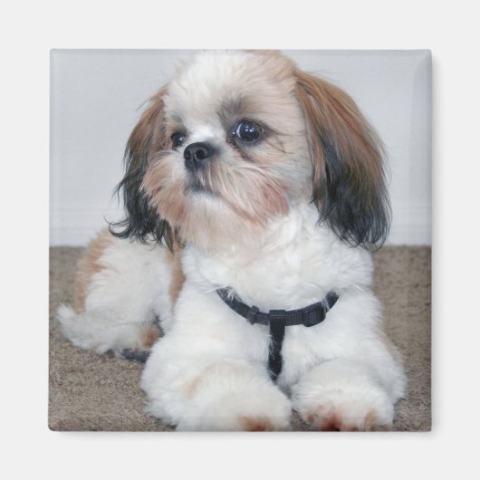Shih Tzu Magnet (Voorkant)
