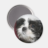 Shih Tzu Magnet (Voorkant / Achterkant)