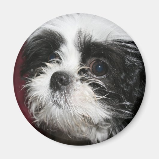 Shih Tzu Magnet (Voorkant)