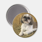 Shih Tzu Magnet 2 (Voorkant / Achterkant)