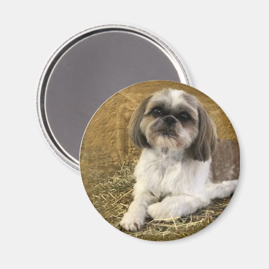 Shih Tzu Magnet 2 (Voorkant / Achterkant)