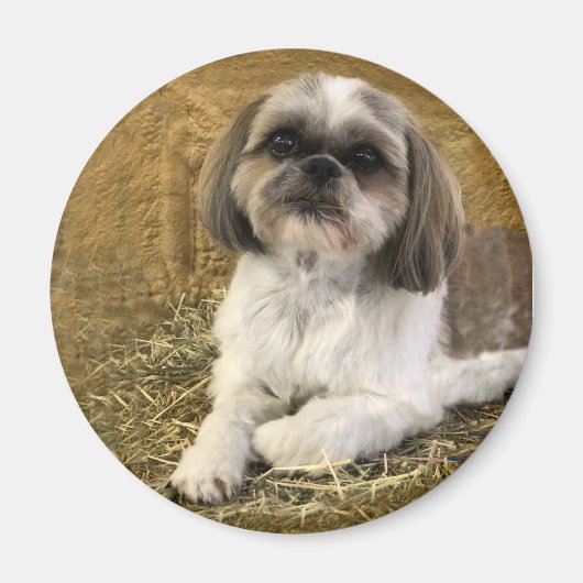 Shih Tzu Magnet 2 (Voorkant)
