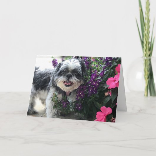 Shih Tzu Meisje Wenskaart Kaart (Voorkant)