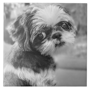 Shih Tzu Meisje Zwart-wit Keramische Tegel Tegeltje