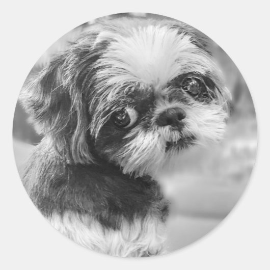 Shih Tzu Meisje Zwart-wit Stickers (Voorkant)