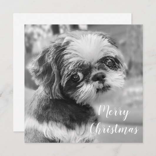 Shih Tzu Merry Briefkaart met kerstmis (Voorkant / Achterkant)